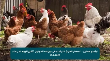 ارتفاع مفاجئ.. أسعار الفراخ البيضاء في بورصة الدواجن تتغير اليوم الأربعاء 17-9-2025